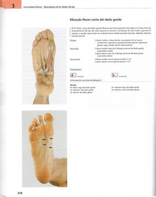 “EL LIBRO DE LOS MUSCULOS-VALERIUS” .pdf