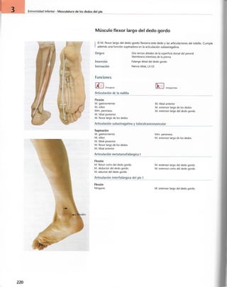 “EL LIBRO DE LOS MUSCULOS-VALERIUS” .pdf