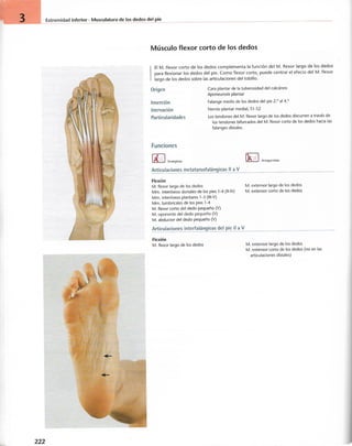 “EL LIBRO DE LOS MUSCULOS-VALERIUS” .pdf