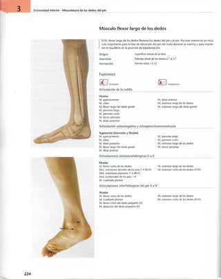 “EL LIBRO DE LOS MUSCULOS-VALERIUS” .pdf