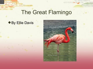 The Great Flamingo
 By Ellie Davis
 