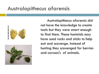 Australopithecus afarensis Australopithecus afarensis did not have the knowledge to create tools but they were smart enough to find them. These hominids may have used rocks and sticks to help eat and scavenge. Instead of hunting they scavenged for berries and carcass's  of animals.  