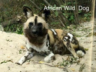 African Wild  Dog 