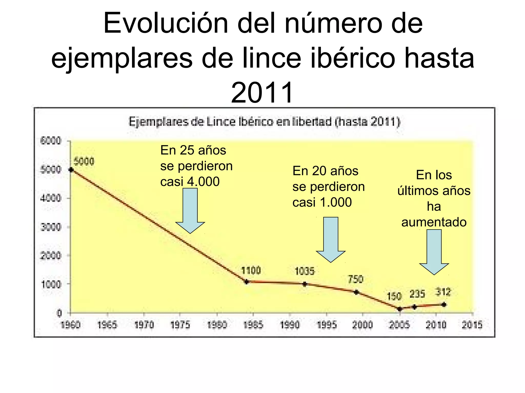 Evolución del número de
ejemplares de lince ibérico hasta
2011
En 25 años
se perdieron
casi 4.000
En 20 años
se perdieron
casi 1.000
En los
últimos años
ha
aumentado
 