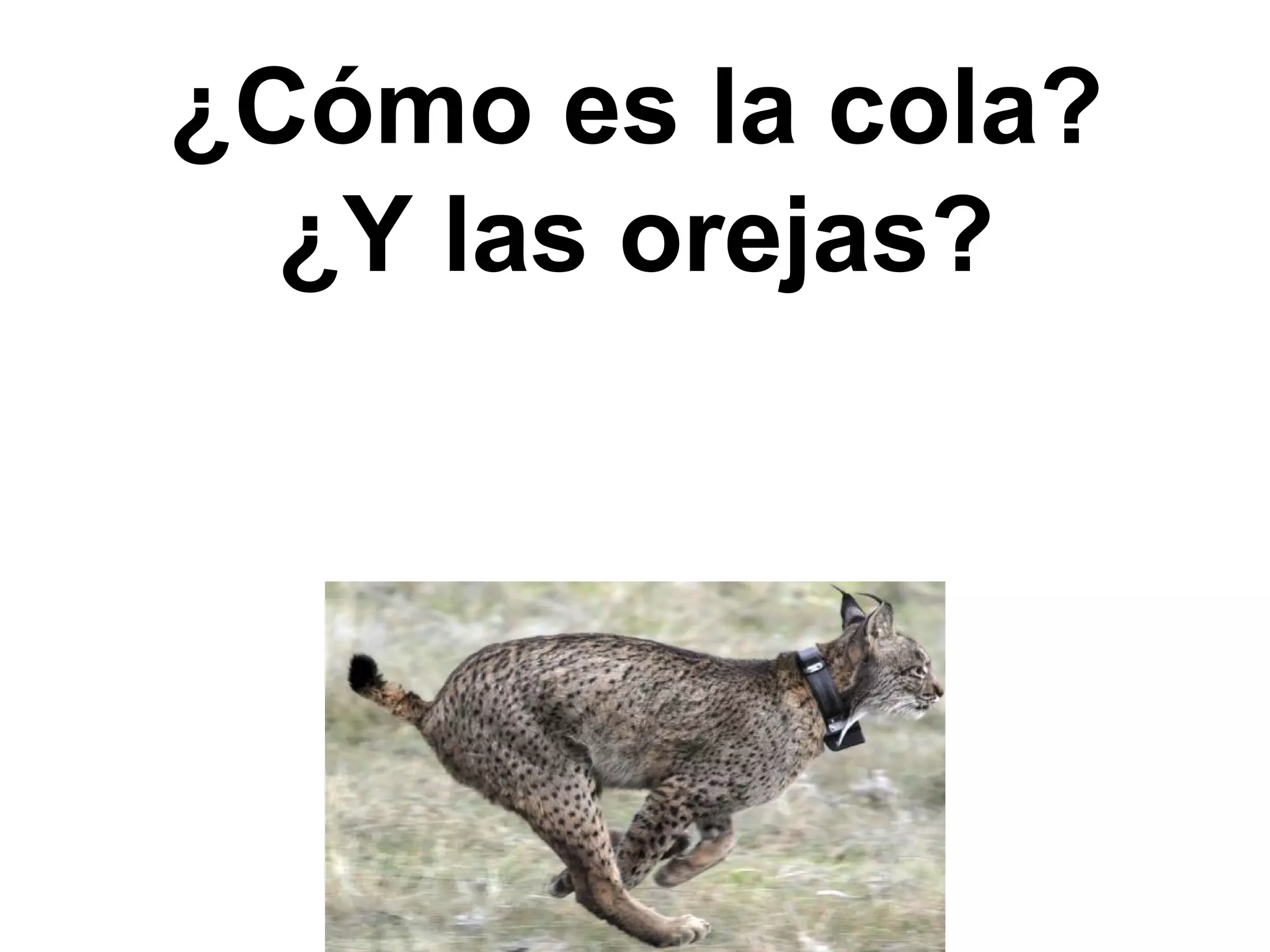 ¿Cómo es la cola?
¿Y las orejas?
 