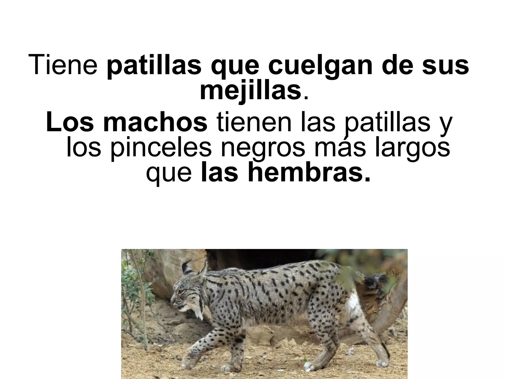 Tiene patillas que cuelgan de sus
mejillas.
Los machos tienen las patillas y
los pinceles negros más largos
que las hembras.
 