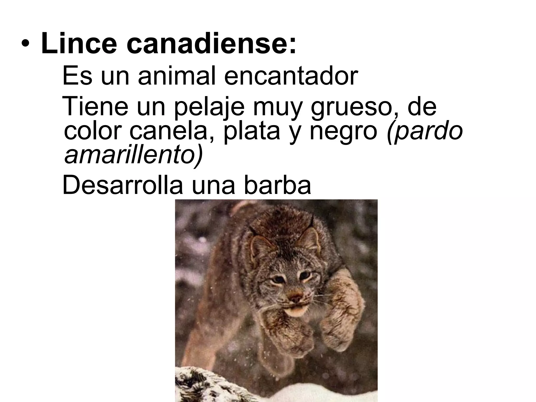 • Lince canadiense: 
Es un animal encantador
Tiene un pelaje muy grueso, de
color canela, plata y negro (pardo
amarillento)
Desarrolla una barba
 