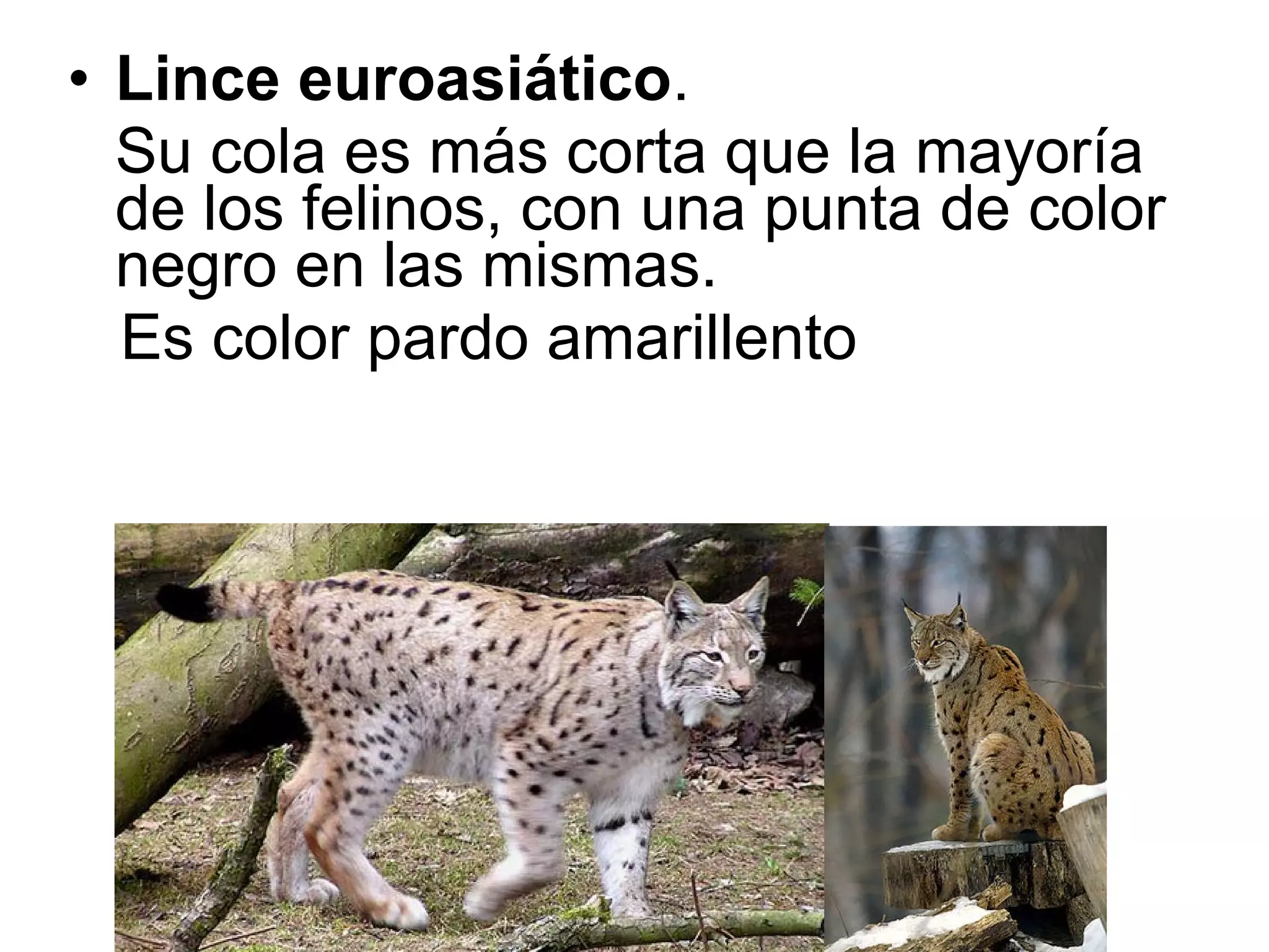 • Lince euroasiático.
Su cola es más corta que la mayoría
de los felinos, con una punta de color
negro en las mismas.
Es color pardo amarillento
 
