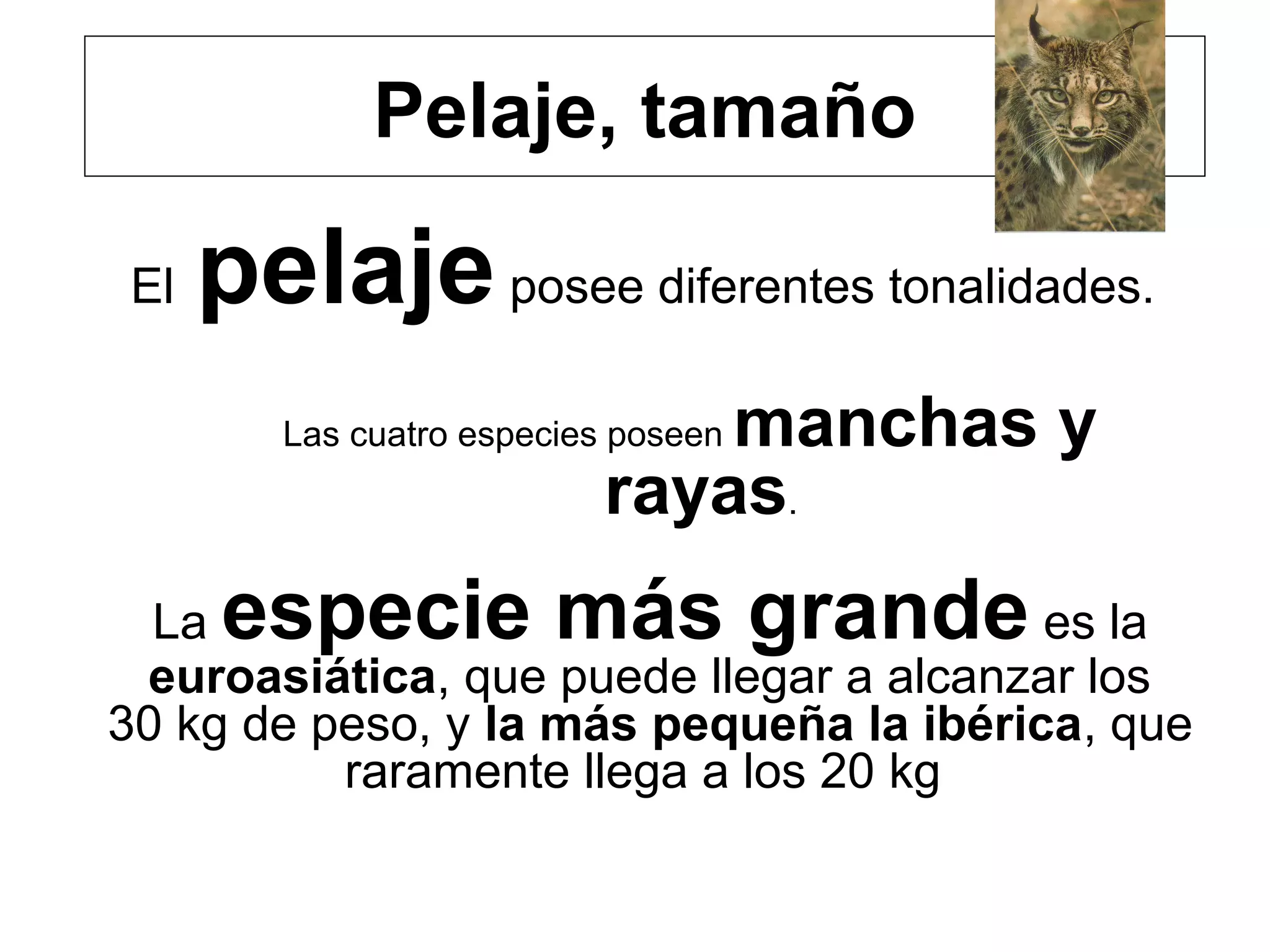 Pelaje, tamaño
El pelaje posee diferentes tonalidades.
Las cuatro especies poseen manchas y 
rayas.
La especie más grande es la
euroasiática, que puede llegar a alcanzar los
30 kg de peso, y la más pequeña la ibérica, que
raramente llega a los 20 kg
 
