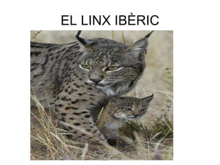 EL LINX IBÈRIC 