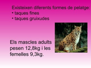Existeixen diferents formes de pelatge:
• taques fines
• taques gruixudes




Els mascles adults
pesen 12,8kg i les
femelles 9,3kg.
 