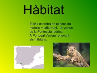 Hàbitat
 El linx es troba en el bosc de
 matolls mediterrani, en zones
 de la Península Ibèrica.
 A Portugal s’estan renovant
 els hàbitats.
 