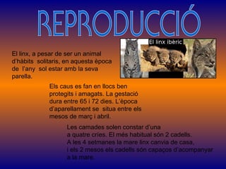 El linx, a pesar de ser un animal
d’hàbits solitaris, en aquesta època
de l’any sol estar amb la seva
parella.
             Els caus es fan en llocs ben
             protegits i amagats. La gestació
             dura entre 65 i 72 dies. L’època
             d’aparellament se situa entre els
             mesos de març i abril.
                   Les camades solen constar d’una
                   a quatre críes. El més habitual són 2 cadells.
                   A les 4 setmanes la mare linx canvia de casa,
                   i els 2 mesos els cadells són capaços d’acompanyar
                   a la mare.
 