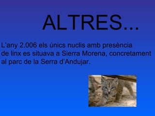 ALTRES...
L’any 2.006 els únics nuclis amb presència
de linx es situava a Sierra Morena, concretament
al parc de la Serra d’Andujar.
 