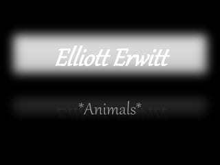 Elliott Erwitt
*Animals*
 