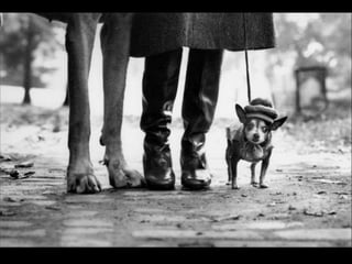 Elliott erwitt