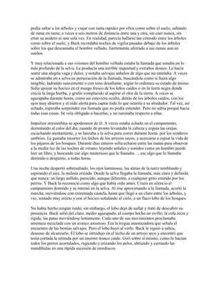 podía saltar a los árboles y viajar con tanta rapidez por ellos como sobre el suelo, saltando
de rama en rama; a veces a seis metros de distancia entre una y otra, sin caer nunca, sin
errar su asidero ni una sola vez. En realidad, parecía hallarse tan cómodo entre los árboles
como sobre el suelo; y Buck recordaba noches de vigilia pasadas debajo de los árboles
sobre los que descansaba el hombre velludo, fuertemente aferrado a sus ramas aun en
sueños.
Y muy relacionada a sus visiones del hombre velludo estaba la llamada que sonaba en lo
más profundo de la selva. Le producía una terrible inquietud y extraños deseos. Le hacía
sentir una alegría vaga y dulce, y notaba salvajes anhelos de algo que no entendía. A veces
se adentraba en a selva en persecución de la llamada, buscándola como si fuera algo
tangible, ladrando suavemente o con tono desafiante, según lo ordenara su estado de ánimo.
Solía apoyar su hocico en el musgo fresco de los leños caídos o en la tierra negra donde
crecía la larga hierba, y gruñir complacido al aspirar el olor de la tierra. A veces se
agazapaba durante horas, como así estuviera oculto, detrás de los árboles caídos, con los
ojos muy abiertos y el oído alerta para captar todo lo que ocurría a su alrededor. Tal vez, así
echado, esperaba sorprender esa llamada que no podía entender. Pero no sabía porqué hacía
todas esas cosas. Se veía obligado a hacerlas, y no razonaba respecto a ellas.
Impulsos irresistibles se apoderaron de él. A veces estaba echado en el campamento,
dormitando al calor del día, cuando de pronto levantaba la cabeza y erguía las orejas,
escuchando atentamente, y se lanzaba a la selva para correr durante horas por los senderos
umbríos. Le gustaba recorrer los lechos de los arroyos secos, y acercarse a espiar la vida de
los pájaros de los bosques. Durante días enteros solía echarse entre las matas para observar
a la media luz de las noches de verano, leyendo señales y sonidos como un hombre puede
leer un libro, y buscando ese algo misterioso que le llamaba…, ese algo que lo llamaba
dormido o despierto, a todas horas.
Una noche despertó sobresaltado, los ojos luminosos, las aletas de la nariz temblando y
aspirando el aire, la melena erizada. Desde la selva llegaba la llamada, más clara y definida
que nunca: un largo aullido, parecido, aunque diferente, a cualquier grito emitido por los
perros. Y Buck la reconoció como algo que había oído antes. Cruzó en silencio el
campamento dormido y se internó en la selva. Al irse aproximando a la llamada, acortó la
marcha, moviéndose con extremada cautela, hasta que llegó a un claro entre los árboles, y
vio, sentado muy erecto y con el hocico señalando al cielo, a un flaco lobo de los bosques.
No había hecho ningún ruido; sin embargo, el lobo dejó de aullar y trató de descubrir su
presencia. Buck salió del claro, medio agazapado, el cuerpo hecho un ovillo; la cola recta y
rígida; las patas moviéndose lentamente. Cada uno de sus movimientos proclamaba
amenaza mezclada con un avance amistoso. Era la tregua amenazadora que señala el
encuentro de las bestias salvajes. Pero el lobo huyó al verlo. Buck le siguió a saltos,
deseoso de alcanzarlo. El lobo se introdujo en el lecho de un arroyo seco y encontró que
tenía cortada la retirada por un enorme tronco caído. Giró sobre sí mismo, como lo hacían
todos los perros acorralados, rugiendo y erizando los pelos, abriendo y cerrando las
mandíbulas en una rápida sucesión de mordiscos.
 