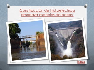 Construcción de hidroeléctrica
amenaza especies de peces.
 