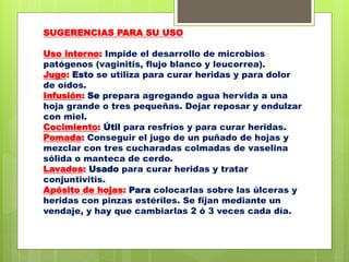 SUGERENCIAS PARA SU USO
Uso interno: Impide el desarrollo de microbios
patógenos (vaginitis, flujo blanco y leucorrea).
Jugo: Esto se utiliza para curar heridas y para dolor
de oídos.
Infusión: Se prepara agregando agua hervida a una
hoja grande o tres pequeñas. Dejar reposar y endulzar
con miel.
Cocimiento: Útil para resfríos y para curar heridas.
Pomada: Conseguir el jugo de un puñado de hojas y
mezclar con tres cucharadas colmadas de vaselina
sólida o manteca de cerdo.
Lavados: Usado para curar heridas y tratar
conjuntivitis.
Apósito de hojas: Para colocarlas sobre las úlceras y
heridas con pinzas estériles. Se fijan mediante un
vendaje, y hay que cambiarlas 2 ó 3 veces cada día.
 