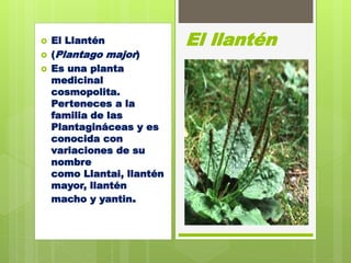 El Llantén
 (Plantago major)
 Es una planta
medicinal
cosmopolita.
Perteneces a la
familia de las
Plantagináceas y es
conocida con
variaciones de su
nombre
como Llantai, llantén
mayor, llantén
macho y yantin.
El llantén
 