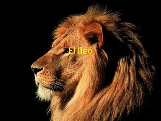 El lleó 