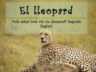 El lleopard Vols saber com viu un lleopard? Segueix llegint! 