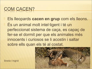  Els lleopards cacen en grup com els lleons.
 És un animal molt intel·ligent i té un
perfeccionat sistema de caça, es capaç de
fer-se el dormit per que els animales més
innocents i curiosos se li acostin i saltar
sobre ells quan els té al costat.
Sheila i Ingrid
 