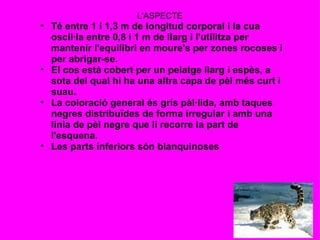 L'ASPECTE Té entre 1 i 1,3 m de longitud corporal i la cua oscil·la entre 0,8 i 1 m de llarg i l'utilitza per mantenir l'equilibri en moure's per zones rocoses i per abrigar-se.  El cos està cobert per un pelatge llarg i espès, a sota del qual hi ha una altra capa de pèl més curt i suau.  La coloració general és gris pàl·lida, amb taques negres distribuïdes de forma irregular i amb una línia de pèl negre que li recorre la part de l'esquena. Les parts inferiors són blanquinoses 
