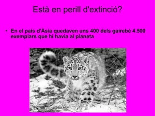 Està en perill d'extinció? En el país d'Àsia quedaven uns 400 dels gairebé 4.500 exemplars que hi havia al planeta         