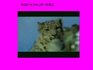 AQUÍ HI HA UN VIDEO 