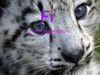 Fi h FET PER SABINA FELIU     