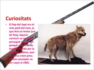 Curiositats El llop del Japó era el més petit del mon, ja que feia un metre just de llarg. Aquest carnívor va ser molt perseguit al segle 19 perquè atemoria els homes i també per la seva pell sedosa, que es venia a bon preu. L’últim exemplar va ser caçat el 1905. 