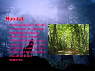 Habitat Viuen en bandades dins del seu territori. Els llops eren abundants i habitaven Nord-amèrica, Euràsia i l‘Orient Mitjà però per una sèrie de raons relacionades amb l'ésser humà, els llops habiten una zona molt més reduïda de la que ocupaven. 