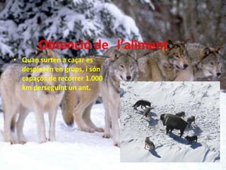 Obtenció de  Quan surten a caçar es desplacen en grups, i són capaços de recórrer 1.000 km perseguint un ant.  l’aliment 