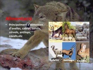 Alimentació Principalment s’alimenten d’ovelles, cabres, conills, cérvols, antílops, cavalls,etc 