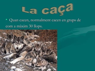 • Quan cacen, normalment cacen en grups de
com a màxim 30 llops.

 