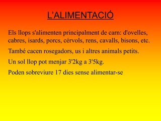L’ALIMENTACIÓ 
Els llops s'alimenten principalment de carn: d'ovelles, 
cabres, isards, porcs, cérvols, rens, cavalls, bisons, etc. 
També cacen rosegadors, us i altres animals petits. 
Un sol llop pot menjar 3'2kg a 3'5kg. 
Poden sobreviure 17 dies sense alimentar-se 
 