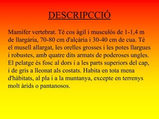 DESCRIPCCIÓ 
Mamífer vertebrat. Té cos àgil i musculós de 1-1,4 m 
de llargària, 70-80 cm d'alçària i 30-40 cm de cua. Té 
el musell allargat, les orelles grosses i les potes llargues 
i robustes, amb quatre dits armats de poderoses ungles. 
El pelatge és fosc al dors i a les parts superiors del cap, 
i de gris a lleonat als costats. Habita en tota mena 
d'hàbitats, al pla i a la muntanya, excepte en terrenys 
molt àrids o pantanosos. 
 