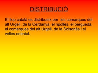 DISTRIBUCIÓ 
El llop català es distribueix per les comarques del 
alt Urgell, de la Cerdanya, el ripollès, el berguedà, 
el comarques del alt Urgell, de la Solsonès i el 
velles oriental. 
 