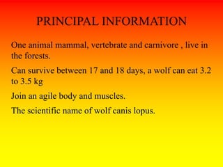 PRINCIPAL INFORMATION 
One animal mammal, vertebrate and carnivore , live in 
the forests. 
Can survive between 17 and 18 days, a wolf can eat 3.2 
to 3.5 kg 
Join an agile body and muscles. 
The scientific name of wolf canis lopus. 
