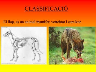 CLASSIFICACIÓ 
El llop, es un animal mamífer, vertebrat i carnívor. 
 