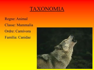 TAXONOMIA 
Regne: Animal 
Classe: Mammalia 
Ordre: Carnívora 
Família: Canidae 
 
