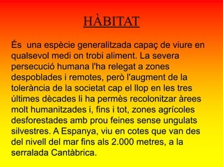 HÀBITAT 
És una espècie generalitzada capaç de viure en 
qualsevol medi on trobi aliment. La severa 
persecució humana l'ha relegat a zones 
despoblades i remotes, però l'augment de la 
tolerància de la societat cap el llop en les tres 
últimes dècades li ha permès recolonitzar àrees 
molt humanitzades i, fins i tot, zones agrícoles 
desforestades amb prou feines sense ungulats 
silvestres. A Espanya, viu en cotes que van des 
del nivell del mar fins als 2.000 metres, a la 
serralada Cantàbrica. 
 