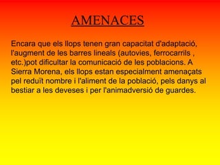 AMENACES 
Encara que els llops tenen gran capacitat d'adaptació, 
l'augment de les barres lineals (autovies, ferrocarrils , 
etc.)pot dificultar la comunicació de les poblacions. A 
Sierra Morena, els llops estan especialment amenaçats 
pel reduït nombre i l'aliment de la població, pels danys al 
bestiar a les deveses i per l'animadversió de guardes. 
 