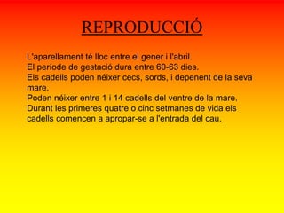 REPRODUCCIÓ 
L'aparellament té lloc entre el gener i l'abril. 
El període de gestació dura entre 60-63 dies. 
Els cadells poden néixer cecs, sords, i depenent de la seva 
mare. 
Poden néixer entre 1 i 14 cadells del ventre de la mare. 
Durant les primeres quatre o cinc setmanes de vida els 
cadells comencen a apropar-se a l'entrada del cau. 
 