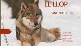 EL LLOP
AINA PADRÓ
GEMMA PONS
IRINA TORRAS
JAN VENDRELL
CANIS LUPUS
 