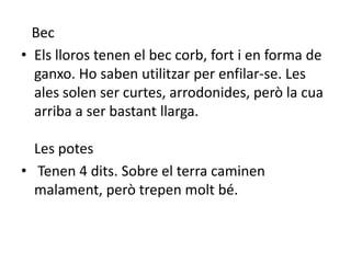 Bec
• Els lloros tenen el bec corb, fort i en forma de
  ganxo. Ho saben utilitzar per enfilar-se. Les
  ales solen ser curtes, arrodonides, però la cua
  arriba a ser bastant llarga.

  Les potes
• Tenen 4 dits. Sobre el terra caminen
  malament, però trepen molt bé.
 