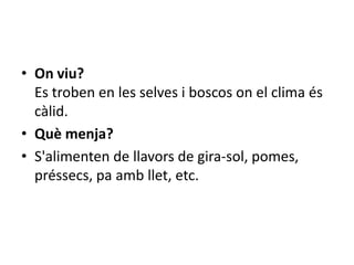 • On viu?
  Es troben en les selves i boscos on el clima és
  càlid.
• Què menja?
• S'alimenten de llavors de gira-sol, pomes,
  préssecs, pa amb llet, etc.
 