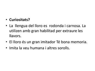• Curiositats?
• La llengua del lloro es rodonda i carnosa. La
  utilizen amb gran habilitad per extraure les
  llavors.
• El lloro és un gran imitador Té bona memoria.
• Imita la veu humana i altres sorolls.
 