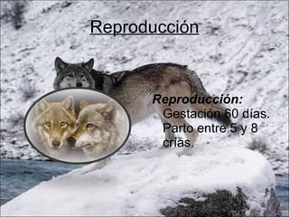Reproducción Reproducción:  Gestación 60 días. Parto entre 5 y 8 crías.  